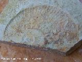 Ammonites Emericeras - Emericeras sp.. Los Villares