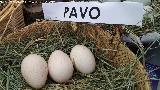Pjaro Pavo - Meleagris gallopavo domesticus. Huevos. Parque de las Ciencias - Granada