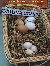 Pjaro Gallina - Gallus gallus domesticus. Huevos. Parque de las Ciencias - Granada