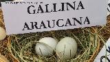 Pjaro Gallina - Gallus gallus domesticus. Huevos de gallina araucana. Parque de las Ciencias - Granada