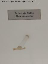 Ratn - Mus musculus. Fmur de ratn. Parque de la Ciencias - Granada
