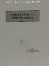 Hmster - Cricetus cricetus. Fmur de hmster. Parque de las Ciencias - Granada