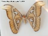 Mariposa Atlas - Attacus atlas. Parque de las Ciencias - Granada