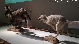 Lobo Blanco - Canis lupus arctos. Parque de las Ciencias - Granada