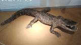 Cocodrilo - Crocodylidae sp.. Parque de las Ciencias - Granada
