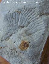 Ammonites Perisphinctes - Perisphinctes sp.. Los Villares