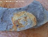 Ammonites Monophylites - Monophylites simonii. Los Villares