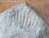 Ammonites Anahamulina - Anahamulina sp.. Los Villares
