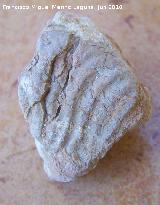 Ammonites Anahamulina - Anahamulina sp.. Los Caones - Jan