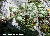 Nevadilla - Paronychia argentea. Jan