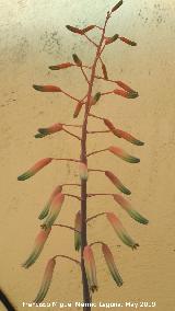 Cactus Aloe humilis - Aloe humilis. Flores. Los Villares