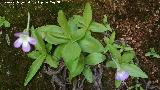 Grasilla bicolor - Pinguicula vallisnerifolia. Can del Ro Morles - Orcera