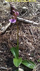 Orqudea de Cazorla - Orchis spitzelii cazorlensis. Cabecera del Ro Morles - Orcera
