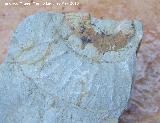 Ammonites Ataxioceras - Ataxioceras planulatum. Los Villares
