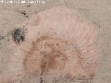 Ammonites Ataxioceras - Ataxioceras planulatum. Aldea Morrin - Yeste