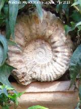 Ammonites Ataxioceras - Ataxioceras planulatum. Crdoba