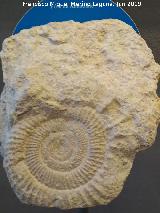 Ammonites Ataxioceras - Ataxioceras planulatum. Centro de Interpretacin de la Prehistoria de Ardales