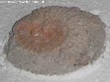 Ammonites Ataxioceras - Ataxioceras planulatum. Aldea Morrin - Yeste