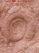 Ammonites Ataxioceras - Ataxioceras planulatum. Tajos del Buitre - Campillo de Arenas