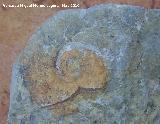 Ammonites Glochiceras - Glochiceras sp.. Los Villares