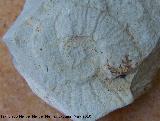 Ammonites Rasenia - Rasenia sp.. Los Villares
