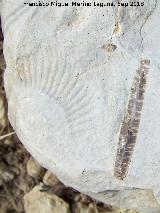 Ammonites Rasenia - Rasenia sp.. El Chorro - Quesada