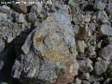 Ammonites Psiloceras - Psiloceras Planorbis. Majadillas - Valdepeas de Jan