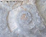 Ammonites Psiloceras - Psiloceras Planorbis. Los Villares