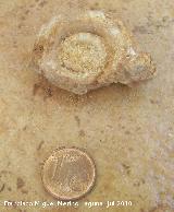 Ammonites Psiloceras - Psiloceras Planorbis. Arroyo Padilla - Jan