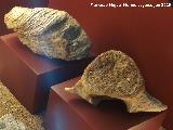 Mioceno. Fragmento de mandgula y vrtebra de cetaceo. Centro de Interpretacin de la Prehistoria de Ardales