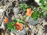 Muraje - Anagallis arvensis. Flores rojas. Puente Viejo - Andjar