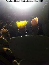 Cactus Chumbera - Opuntia ficus-indica. Flor. Cerro de las Antenas - Vilches