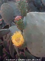 Cactus Chumbera - Opuntia ficus-indica. Flor. Cerro de las Antenas - Vilches