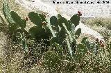 Cactus Chumbera - Opuntia ficus-indica. Alhama de Granada