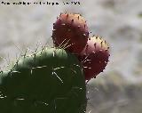 Cactus Chumbera - Opuntia ficus-indica. Alhama de Granada