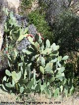 Cactus Chumbera - Opuntia ficus-indica. Villanueva de las Torres
