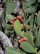 Cactus Chumbera