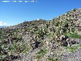 Cactus Chumbera - Opuntia ficus-indica. Grgal