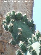 Cactus Chumbera - Opuntia ficus-indica. Laguna Torreguadiaro - San Roque