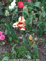 Tulipn - Tulipa gesneriana. Huerto de Calixto y Melibea - Salamanca
