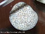 Coral Heliolites porosa - Heliolites porosa. Jodar