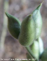 Albarraz - Delphinium staphisagria. Los Caones - Jan