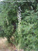 Espuela de caballero grcil - Delphinium gracile. Los Caones - Jan