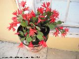 Cactus de Navidad - Schlumbergera truncata. Los Villares