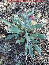 Viniebla - Cynoglossum cheirifolium. Cadimo - Jan