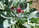 Viniebla - Cynoglossum cheirifolium. Los Villares