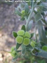 Viniebla - Cynoglossum cheirifolium. Fruto. Las Yeseras - Navas de San Juan