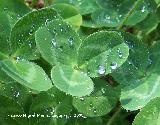 Trbol medio - Trifolium medium. Segura de la Sierra