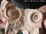 Ammonites Nannolytoceras - Nannolytoceras tripartitum. Jan