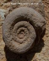 Ammonites Nannolytoceras - Nannolytoceras tripartitum. Arroyo Padilla - Jan